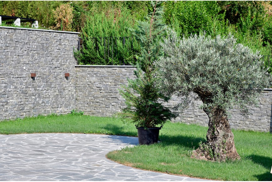 Scaglia Grey